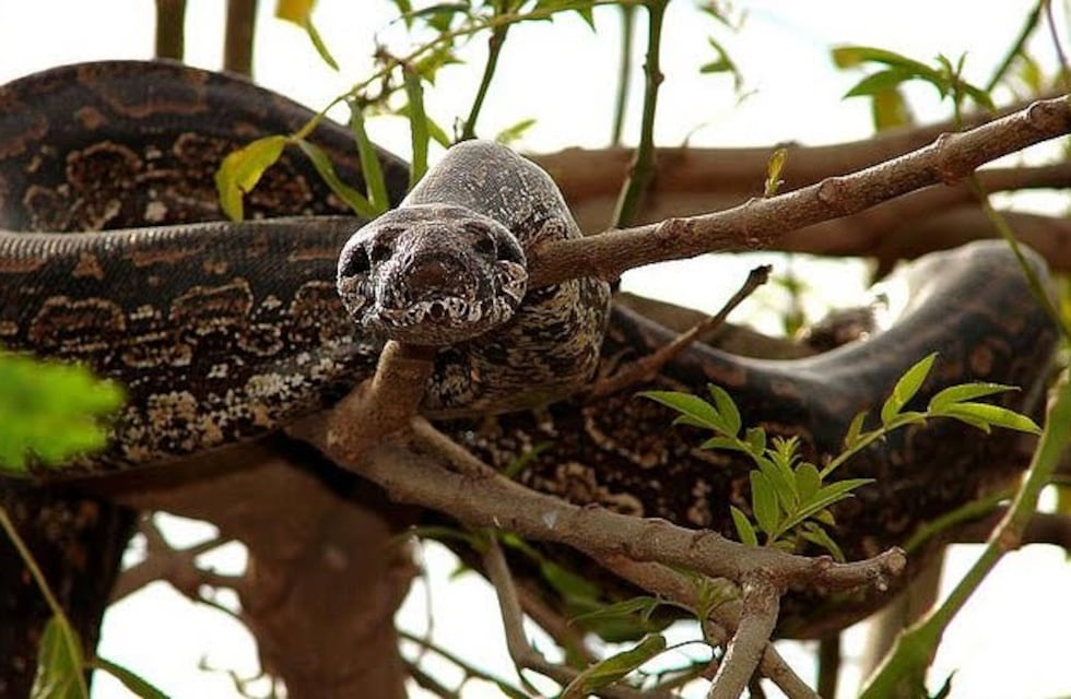 Tartagal: encontraron una lampalagua de 2 metros en su casa