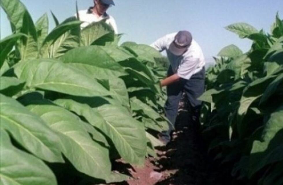 Pago a tabacaleros y créditos para impulsar cultivo de jengibre