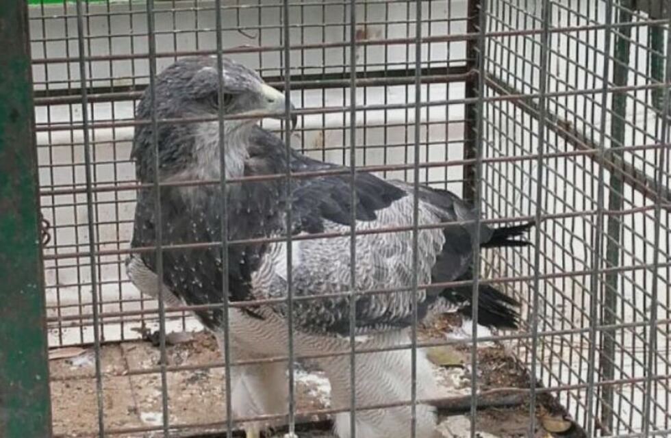 En el día de las aves, Policía Ambiental liberará 700 ejemplares