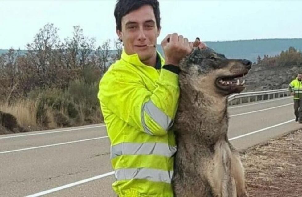 Atropelló a un lobo y posó con el cadáver como si fuera un trofeo