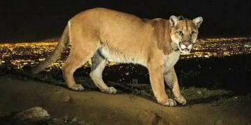 Las especies que fueron rescatadas o devueltas a Policía Ambiental durante 2017\u002E