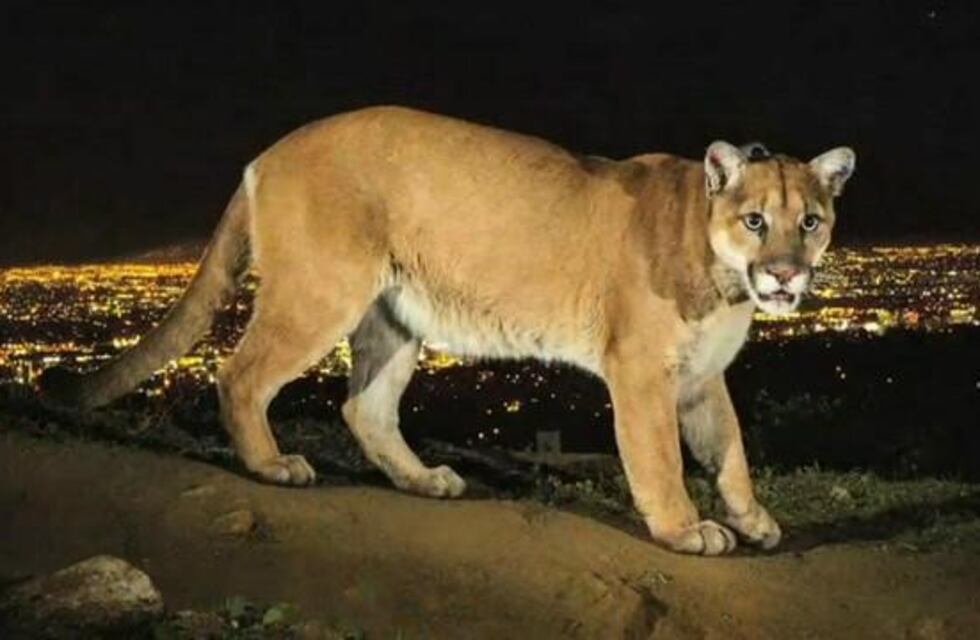 Cuántos y qué fauna silvestre fue rescatada o devuelta por sus dueños en 2017