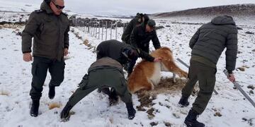 Una patrulla de Gendarmería rescató un guanaco que había quedado atrapado en un alambrado