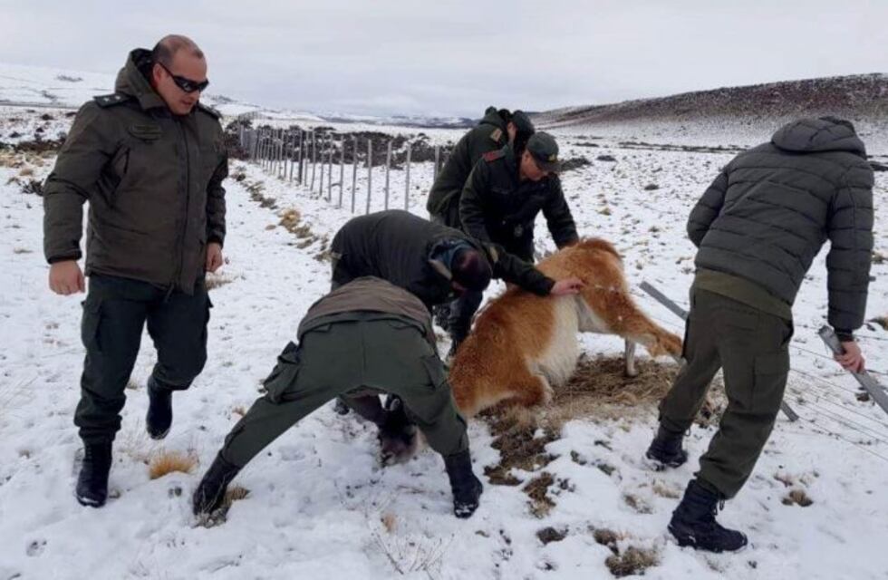 Una patrulla de Gendarmería rescató un guanaco que había quedado atrapado en un alambrado