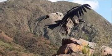 Cóndores liberados en La Rioja