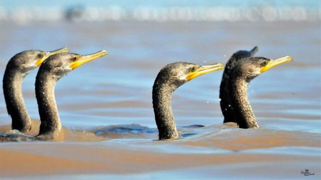 Aves en el Mar de Ansenuza