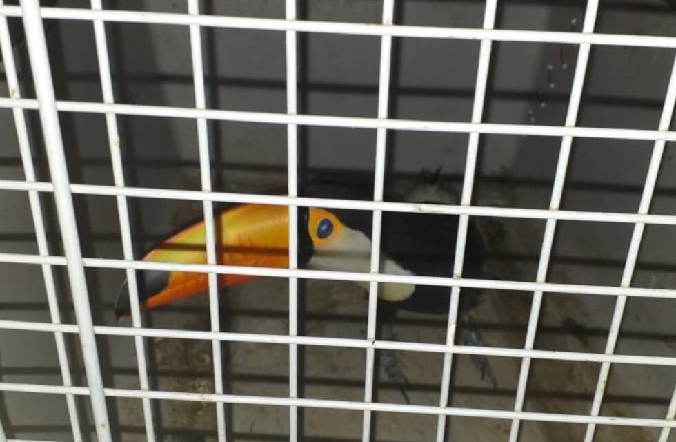 Rescataron un tucán en un barrio salteño