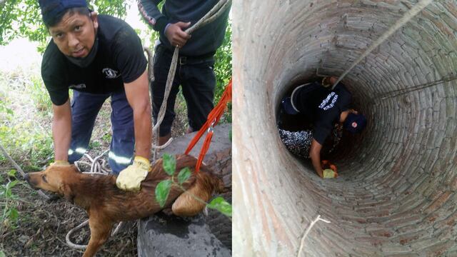El animal estaba asustado dentro de un pozo de más de tres metros de profundidad.