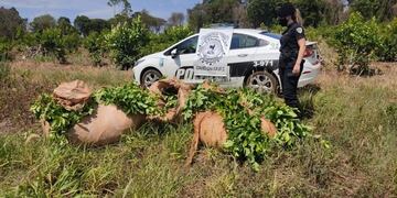 Robo frustrado de hoja verde en Oberá.