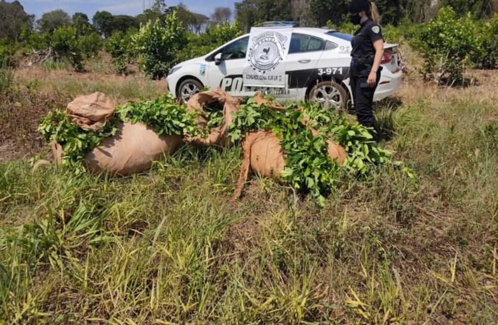 Robo frustrado de hoja verde en Oberá