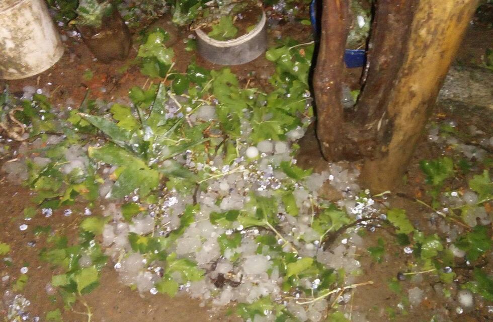 Fotos y videos del destrozo que dejó nuevamente el granizo en el Este mendocino