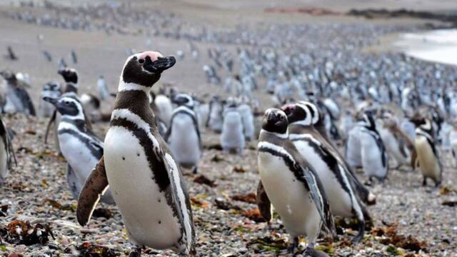 Las autoridades planean medidas de restricción para que los turistas visiten a las colonias de los pingüinos en Chubut.