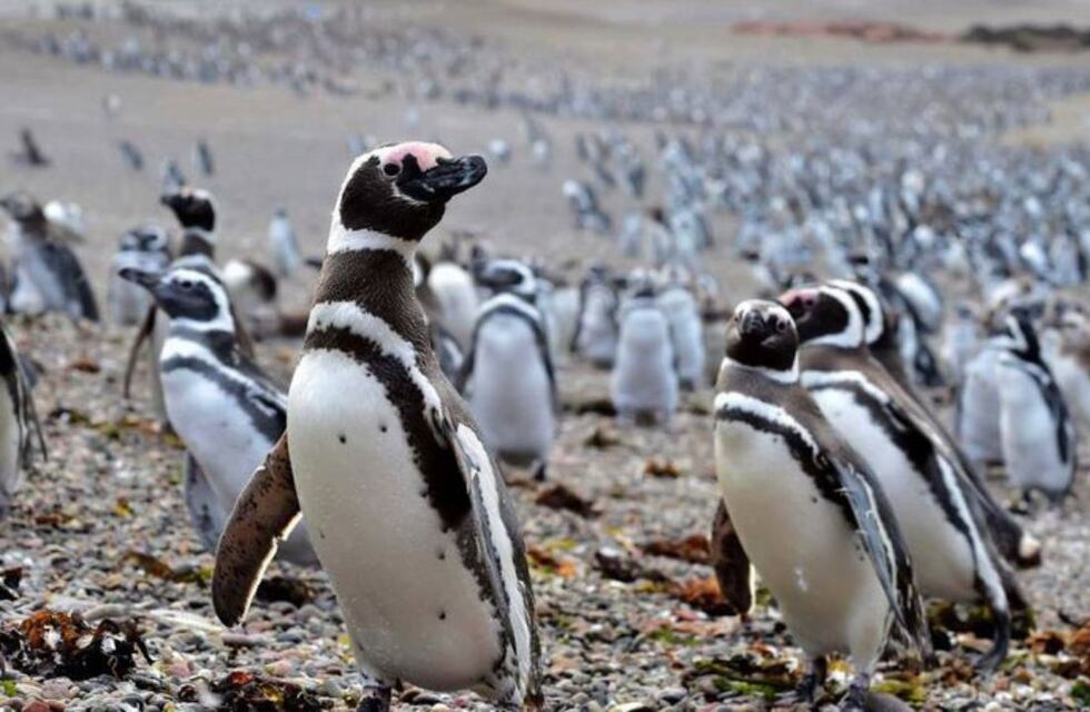 Preocupación por los pingüinos en Chubut: evalúan restringir el ingreso de turistas a las reservas por la gripe aviar