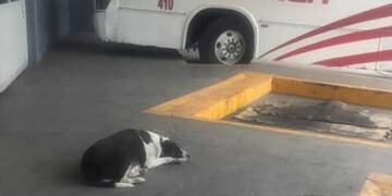 La perra que espera a su amigo todos los días