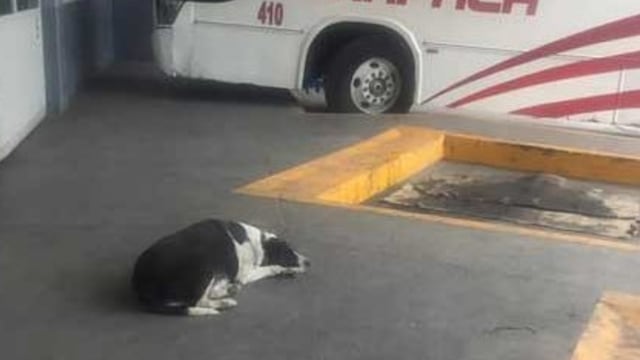 La perra que espera a su amigo todos los días