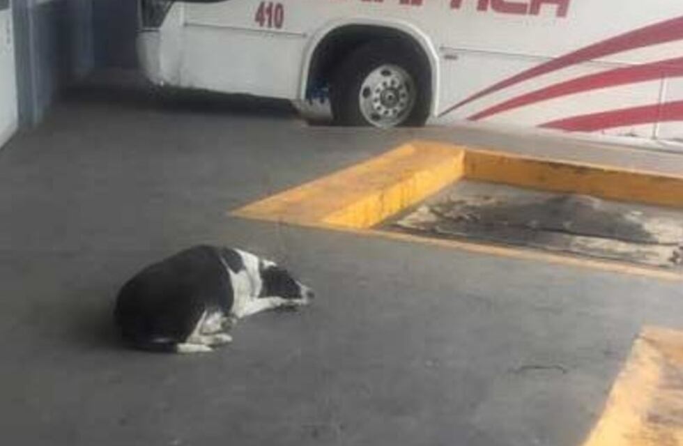 Una tierna perra espera cada día a su amigo humano en la central camionera para pasar el día juntos