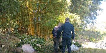 Dos de Mayo: interceptaron a un hombre que intentaba robar raídos de yerba. Policía de Misiones