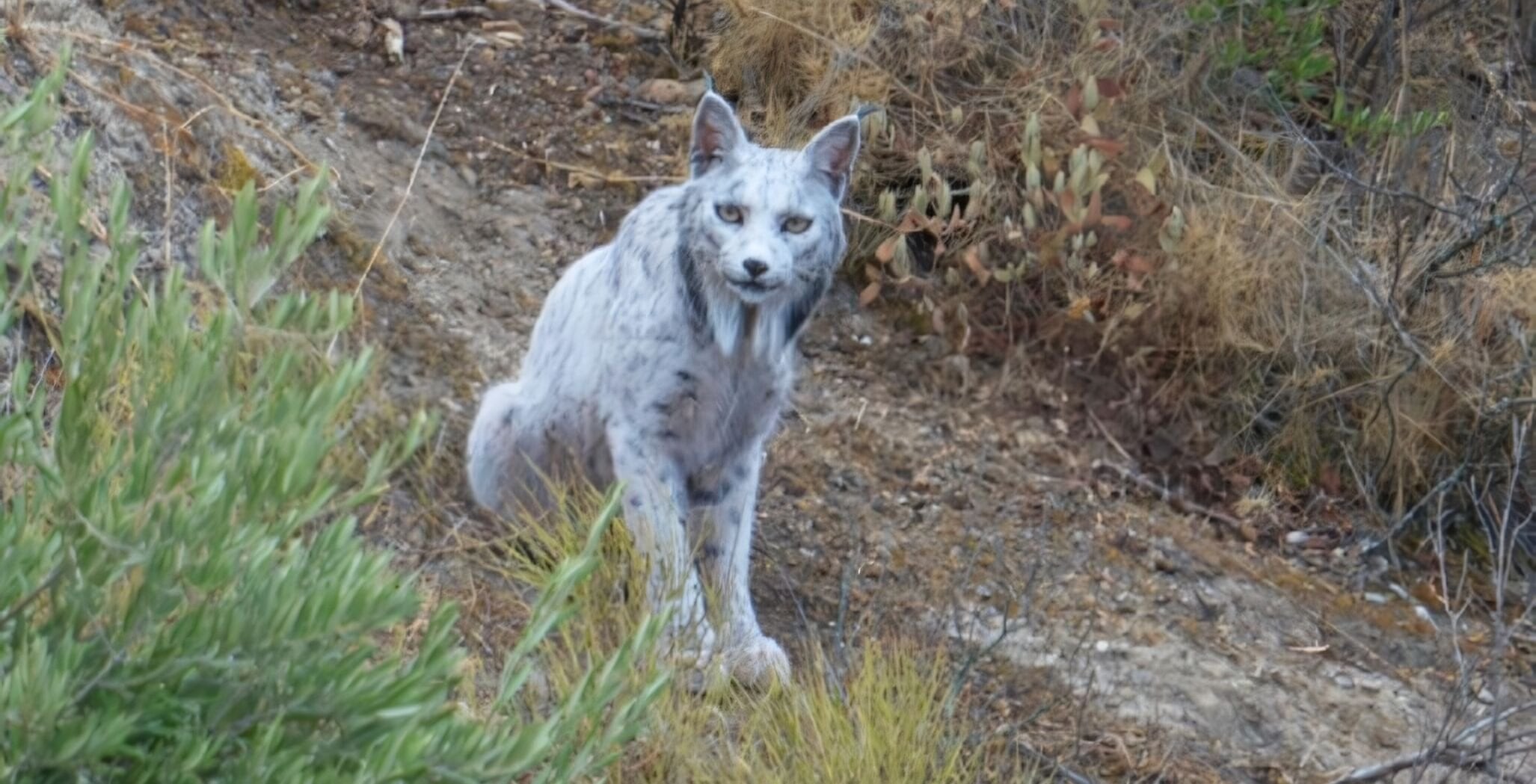 Increíble hallazgo en España.