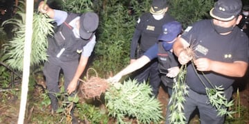 Hallan una plantación de marihuana en el paraje Inter de Dos Hermanas
