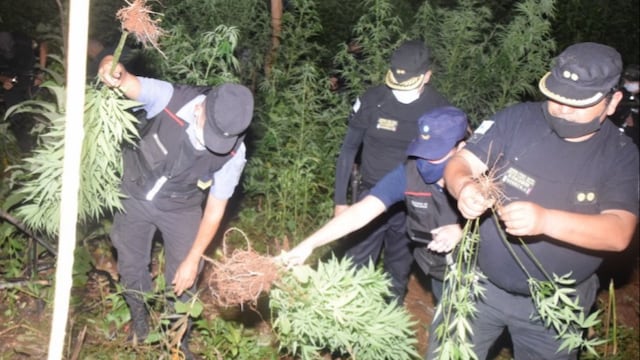 Hallan una plantación de marihuana en el paraje Inter de Dos Hermanas
