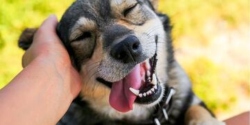 Continúan con los operativos de zoonosis en Puerto Iguazú.