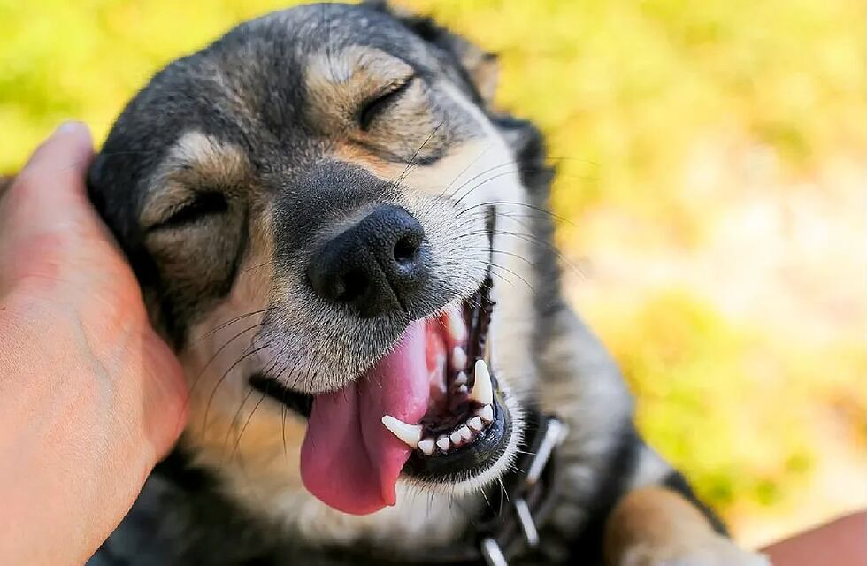 Continúan con los operativos de zoonosis en Puerto Iguazú
