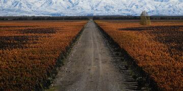 Otoño Valle de Uco- Tupungato