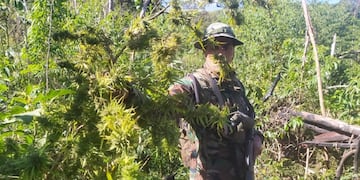 Bernardo de Irigoyen: descubren una plantación de marihuana en Paraje Gramado