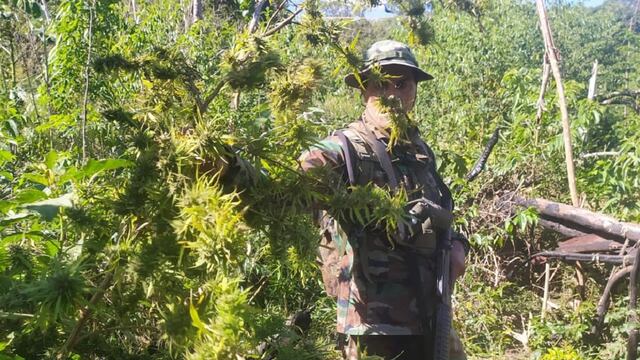 Bernardo de Irigoyen: descubren una plantación de marihuana en Paraje Gramado