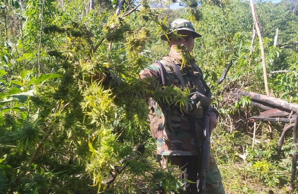 Bernardo de Irigoyen: descubren una plantación de marihuana en Paraje Gramado