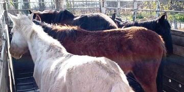 Los animales rescatados de la "finca del horror 3" en marzo de este año en San Rafael fueron trasladados a Maipú.