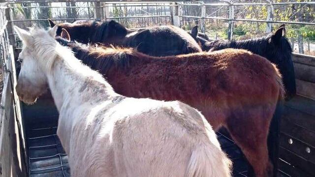 Los animales rescatados de la "finca del horror 3" en marzo de este año en San Rafael fueron trasladados a Maipú.