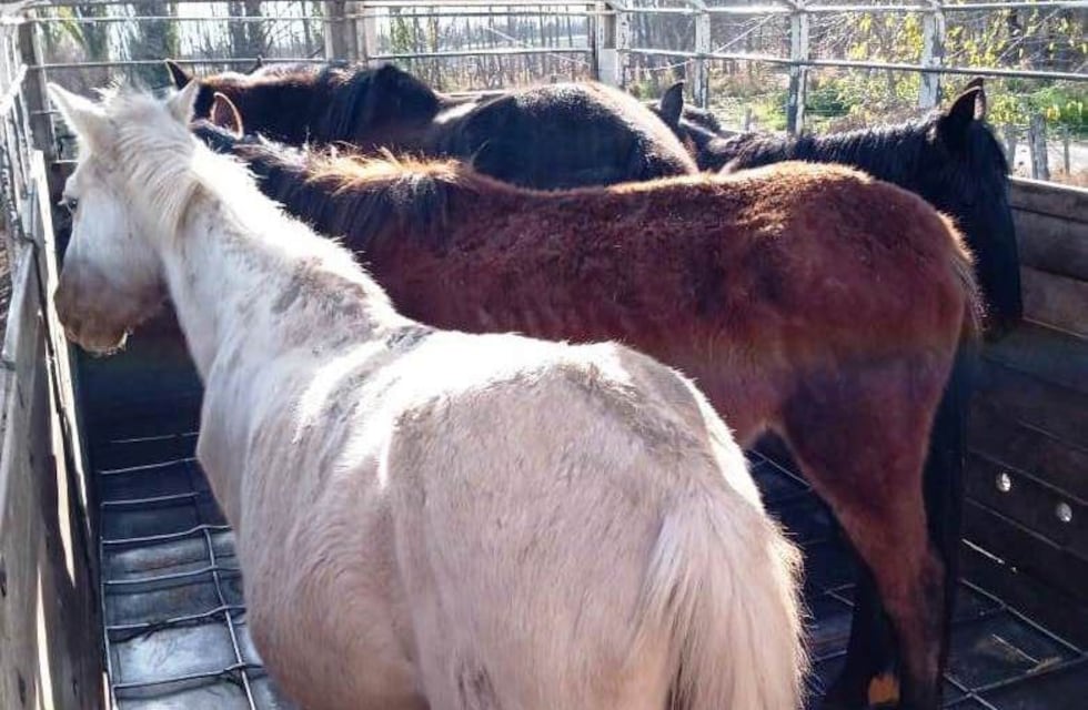 Multas de hasta $500.000 para negocios que vendan carne de caballo