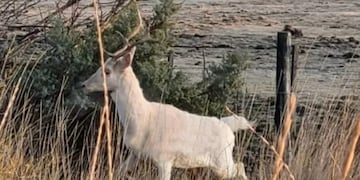 Apareció un ciervo blanco en la ruta y sorprendió a todos los que pasaban por la zona.