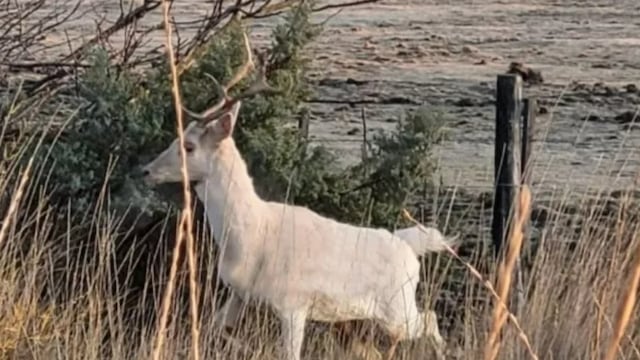 Apareció un ciervo blanco en la ruta y sorprendió a todos los que pasaban por la zona.