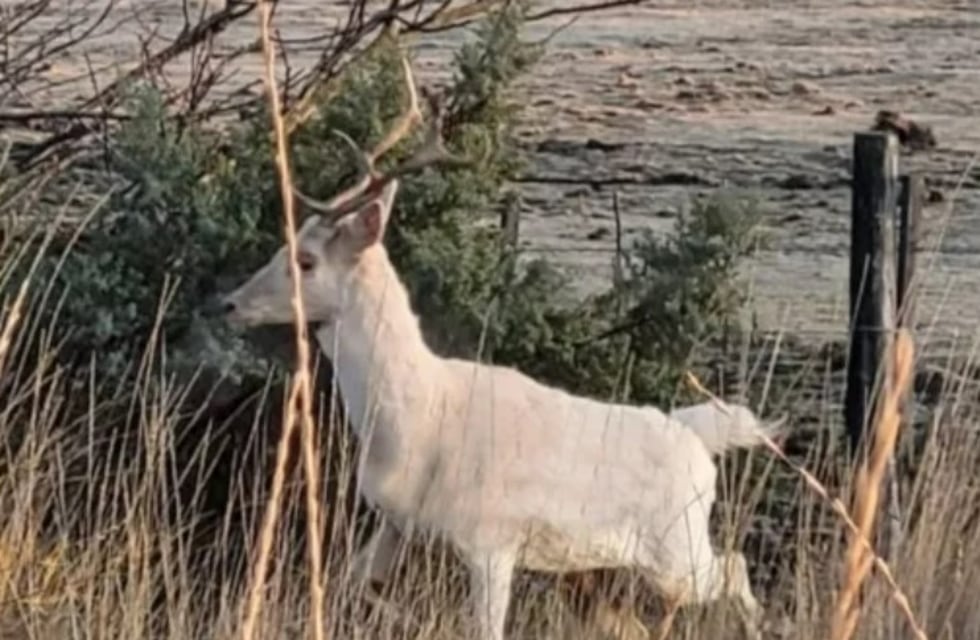 El ciervo blanco que apareció en Rawson podría haber escapado de una red de venta clandestina: difundieron un video