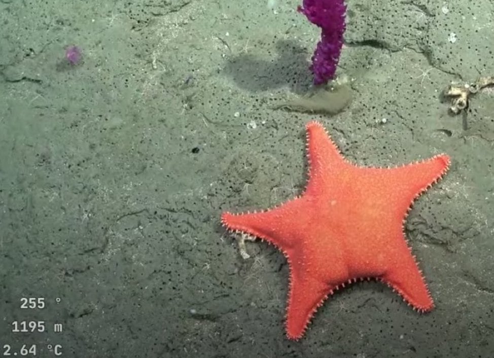 Las especies registradas en la expedición del CONICET
