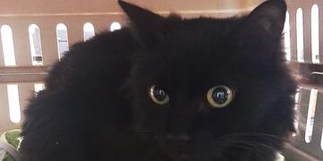 Archie, el gato negro que atiende el Doctor Ricardo González.