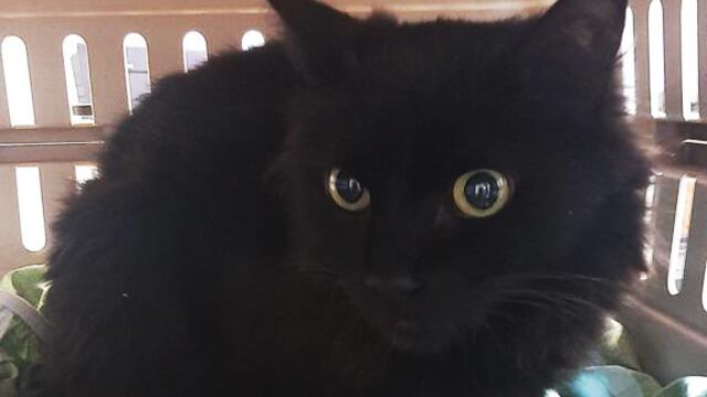 Archie, el gato negro que atiende el Doctor Ricardo González.