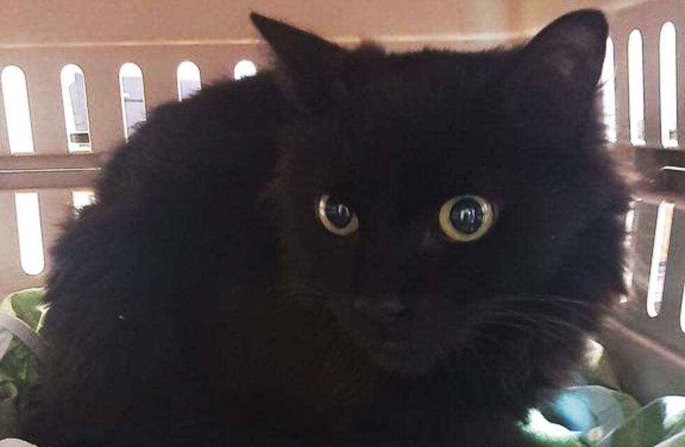 Historias de consultorios: “Soy Archie, un gato negro”