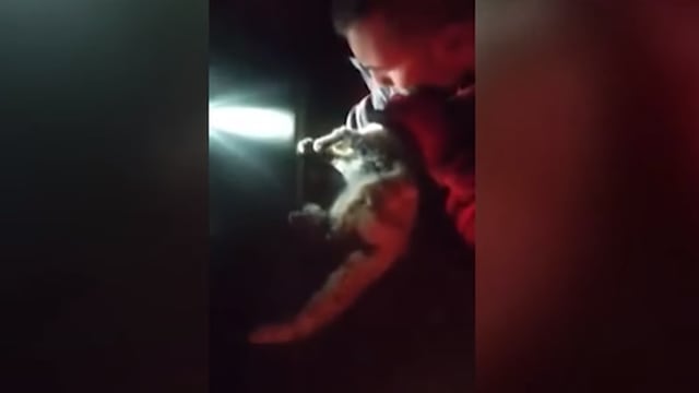 Un militar le salvó la vida a un gato en La Palma tras reanimarlo y lo adoptó.