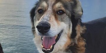 Fito, el perro chubutense rescatado por desnutrición, finalmente consiguió una familia.