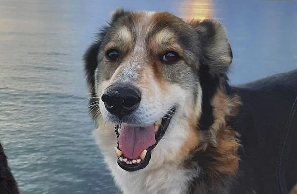 Conocé a “Fito”: el perro chubutense rescatado que sufría desnutrición, pero su vida cambió al encontrar una familia