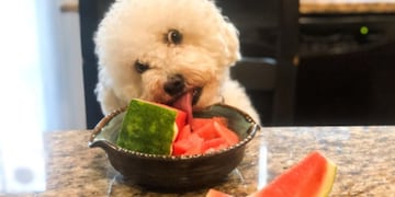 Qué frutas y verduras pueden consumir un perro.