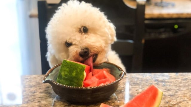 Qué frutas y verduras pueden consumir un perro.