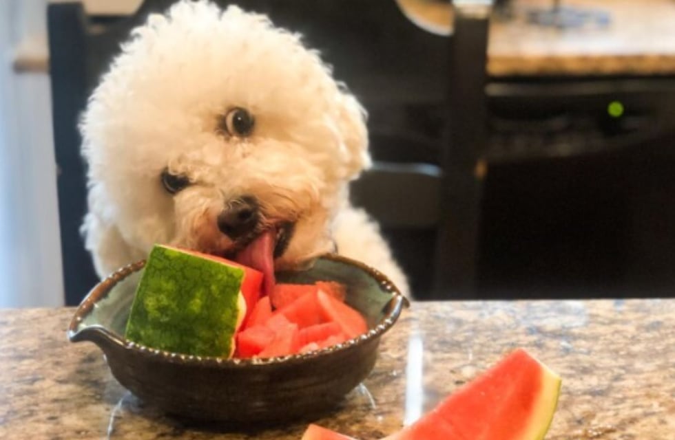 Qué frutas y verduras pueden comer los perros, según los expertos