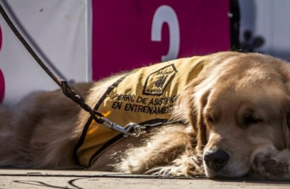 La labradora Ainda se encontrará con un niño con autismo en Mendoza gracias a una cadena solidaria