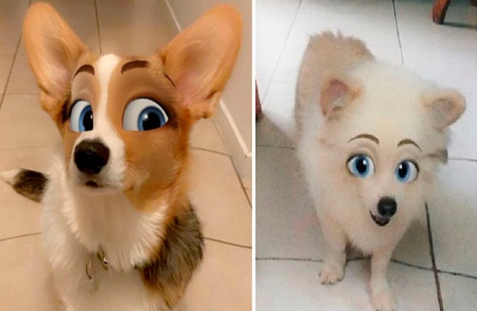 El filtro de TikTok que es furor: convierte a los animales en un personaje de Disney