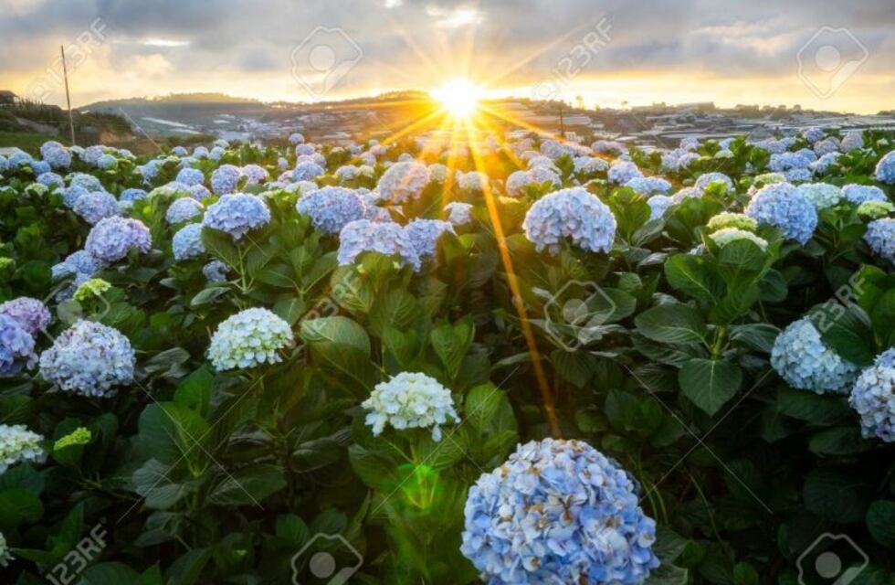 Pintá de colores tus hortensias
