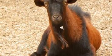 Unos 1\u002E000 animales que hoy viven en corrales en el Ecoparque Mendoza, podrán ser adoptados\u002E